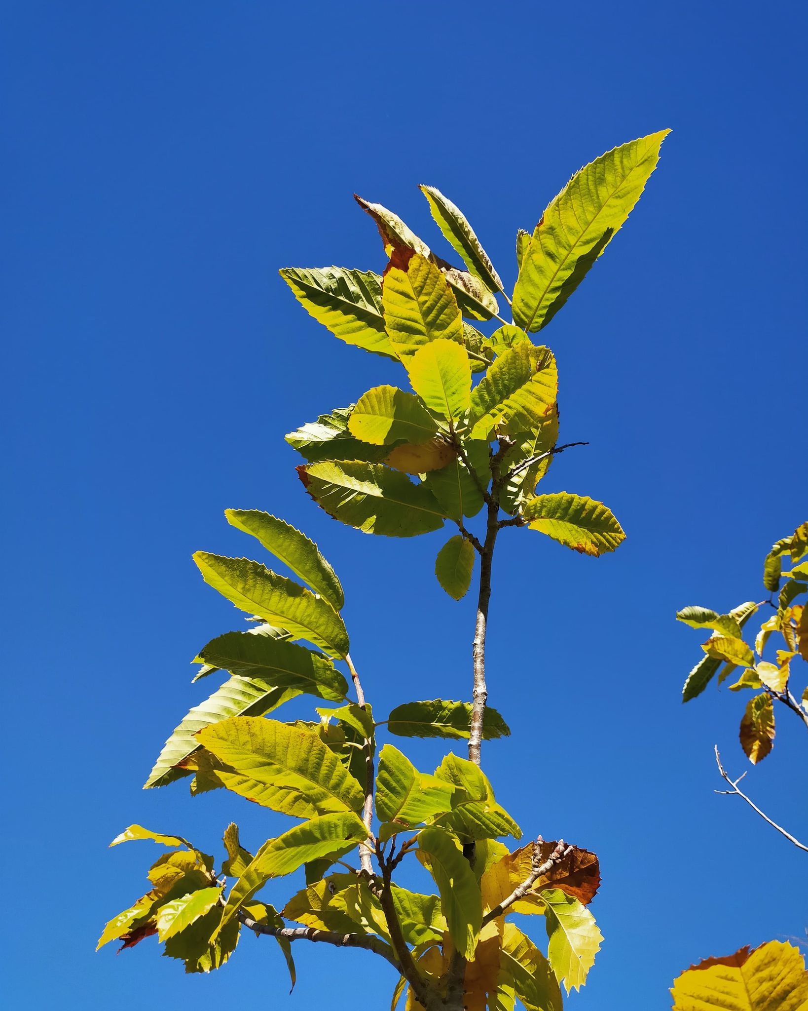 GC- Chataignier - castanea sativa - florac surba - automne 2020 - ciel bleu