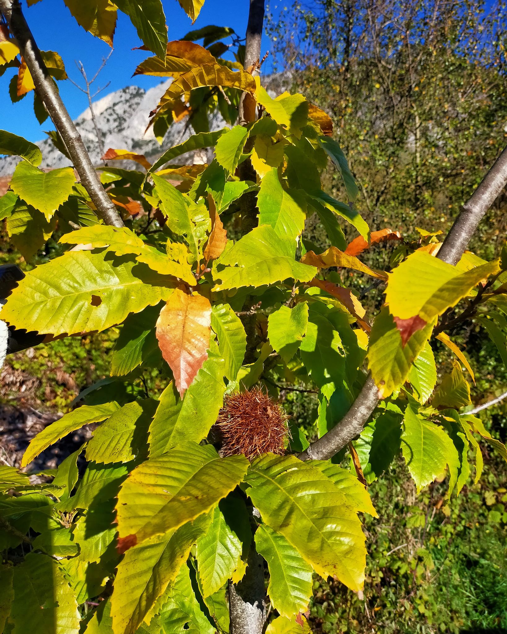 GC- Chataignier - castanea sativa - florac surba - automne 2020 - feuillage auomnal