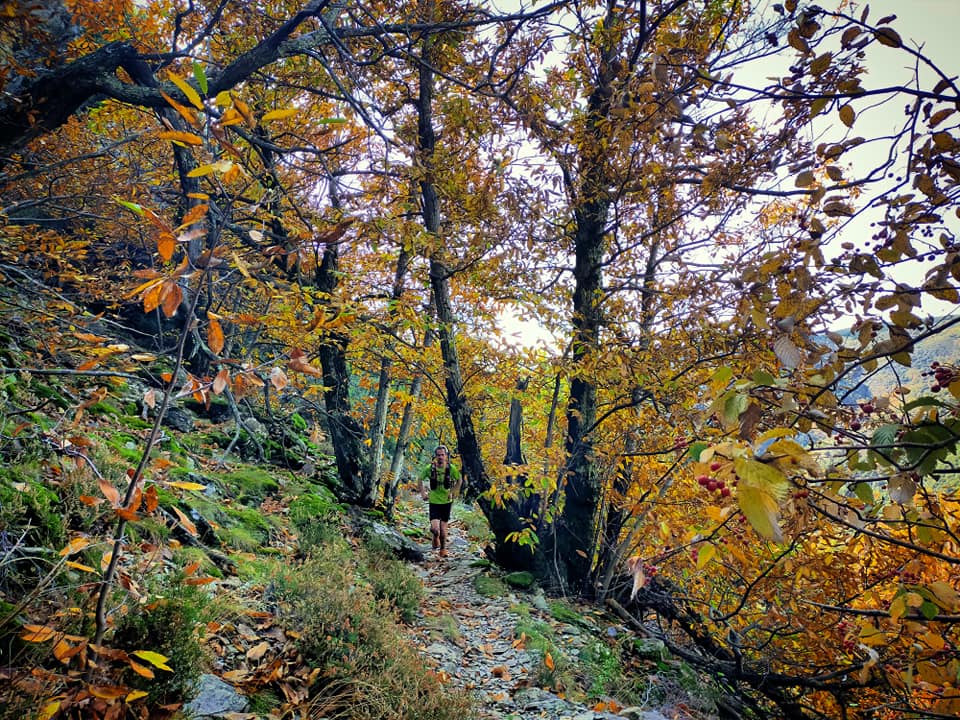 GC - Chataignier - sous bois trail - ardeche thines automne 2020