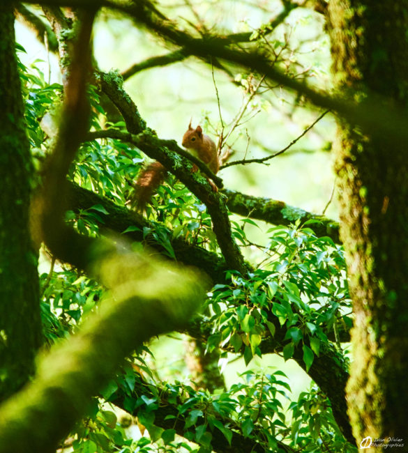 GC animation nature - Ivan Olivier Photographies© France (4)