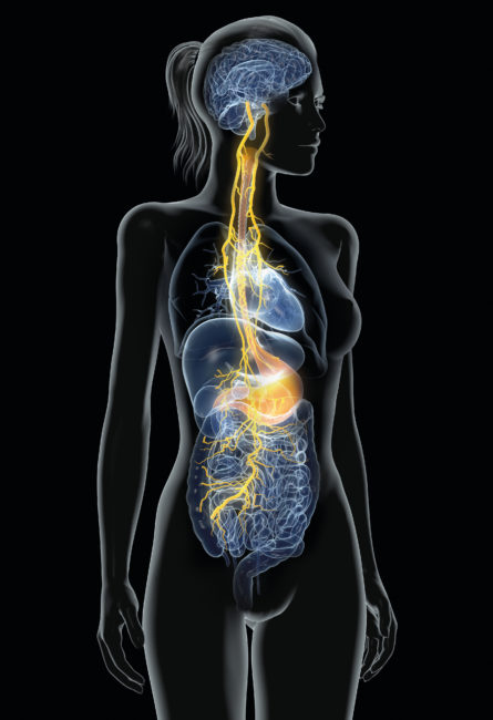 Vagus,Nerve,With,Paiful,Stomach,And,Digestive,System,,3d,Medically