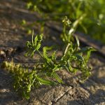 Fiche cueillette: Gaillet gratteron – Galium aparine