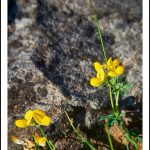 Fiche cueillette: Lotier corniculé – Lotus corniculatus