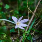 Fiche de (non) cueillette: Colchique – Colchicum autumnale