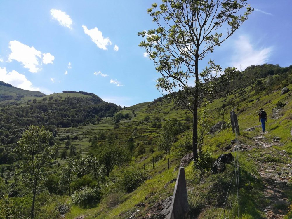 8/06/17: les différents verts de la fin de printemps sur les anciennes terrasses