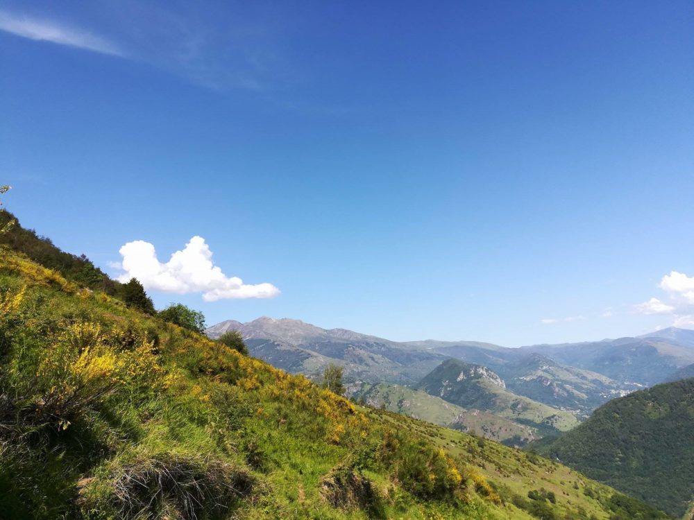 8/06/17: ou au printemps avec le doré des genêts!