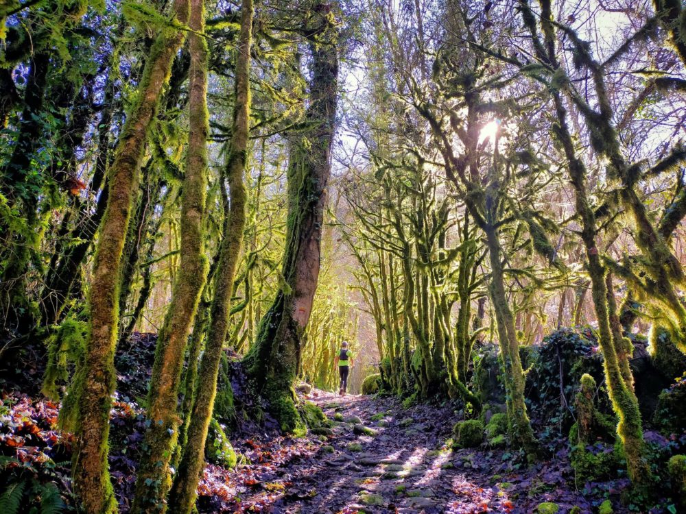 14/02/21 - Le bois des elfes après le ruisseau de la Courbière