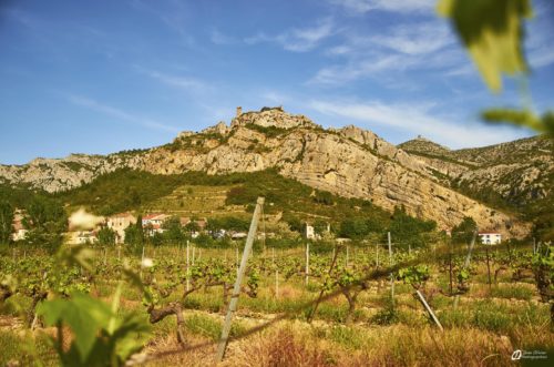 Vue du château depuis les vignes à coté du camping - mai 2021